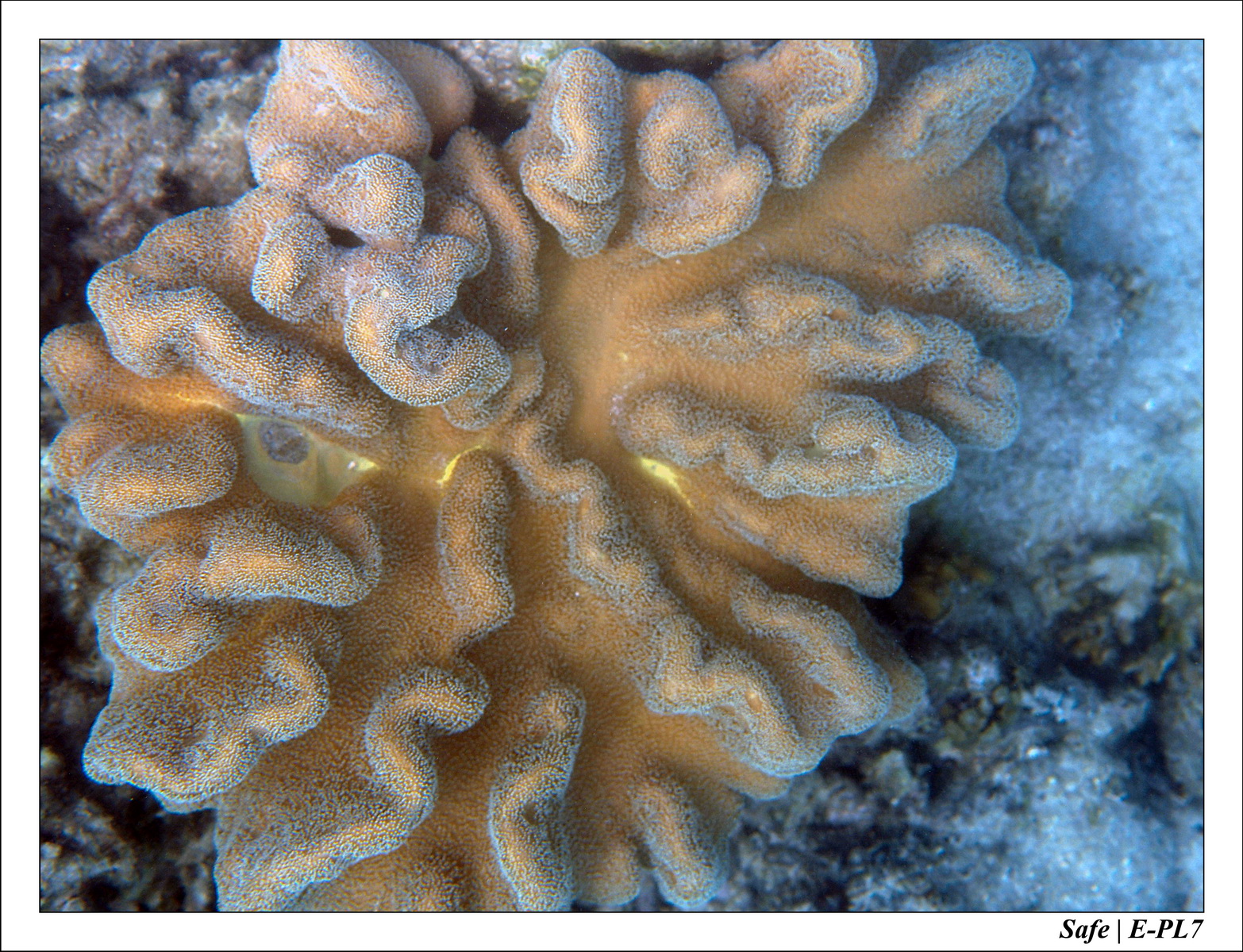 2018 - 08 - Pulau Tinggi - 15